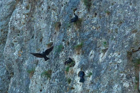 Jackdaw four birds sitting in rock face and flying seeing differently