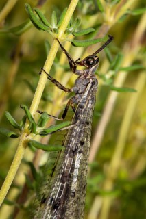 Spotted damselfly with closed wings hanging on green stalk seen on the left