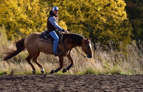 American Quarter Horse stallion training in canter