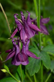 Wood columbine two open purple flowers on top of each other