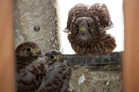 Kestrel three young birds wings stretched in nest in church tower sitting seeing different