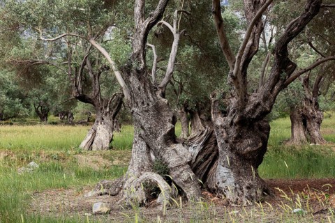 Old olive trees