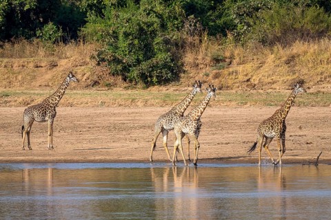 Rhodesian giraffe