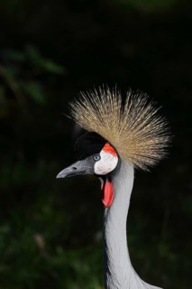 Black crowned crane