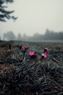 Wood pinks