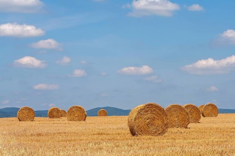 Stubble field with straw rolls