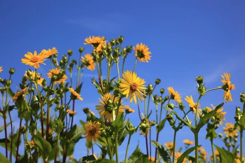 Cup plant