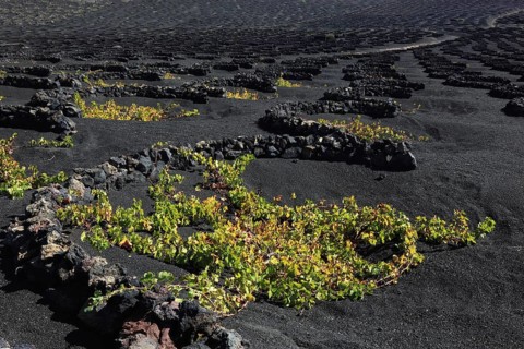 Winegrowing in the La Geria region