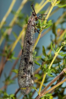 Spotted Ant Damselfly with closed wings hanging on green stalks seen on the right