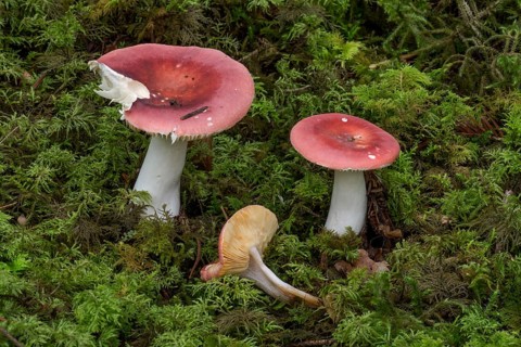 Iodoform russula