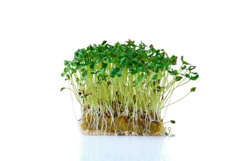 Fresh microgreens. Sprouts of flax isolated on white background