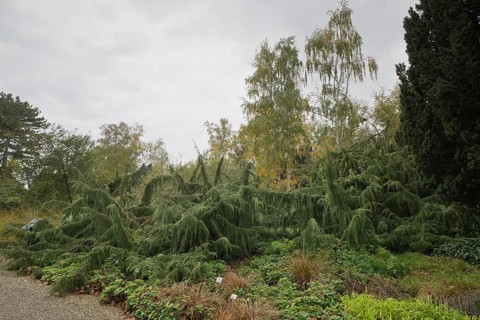 Juniper