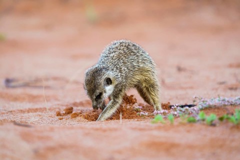 Meerkat