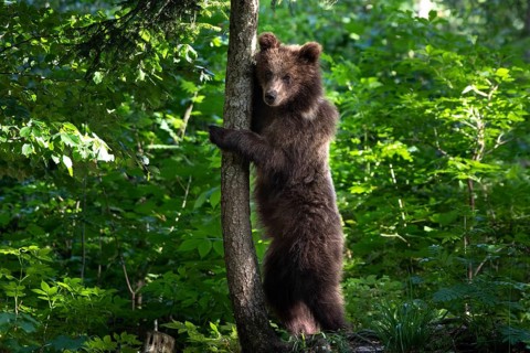 European brown bear