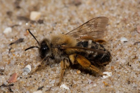Red-legged sweat bee sitting on sand left sighted