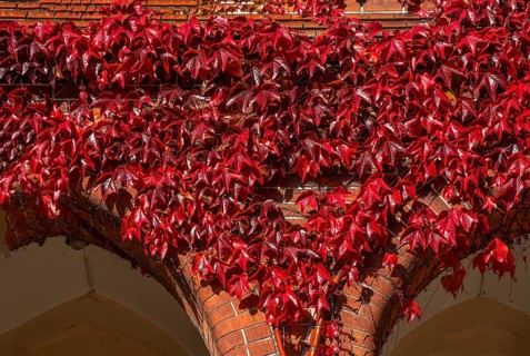 Virginia Creeper