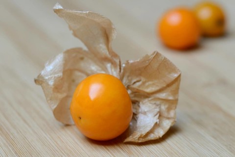 Physalis