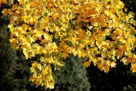 Tulip tree