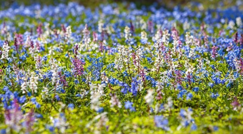 Hollow larkspur and squills