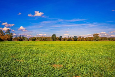 A fallow grain field covered with grass in autumn