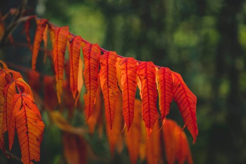 Staghorn sumac