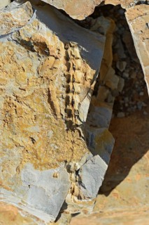 Approx. 300 million year old fossils of Mesosaurus tenuidens near Keetmanshoop