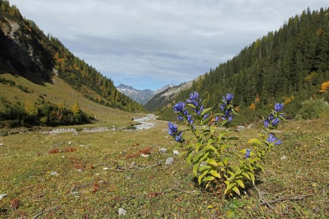Willow gentian