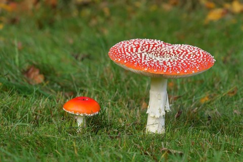 Fly agaric