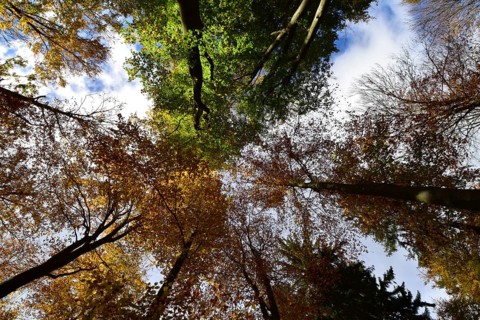 Tree tops in a mixed beech forest with autumn leaves against the sky
