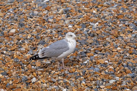 Seagull