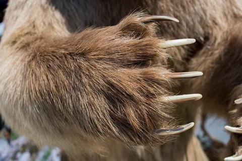Brown Bear Paw With sharp Claws in view