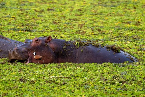 Hippopotamus