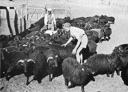 Young farmer's woman with her Karakul flock
