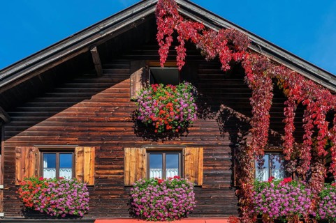 Wooden house with floral decoration and vegetation of widem vine