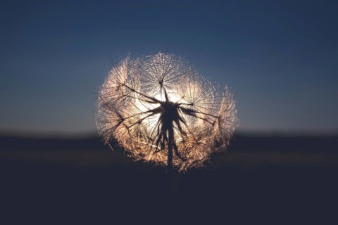 Dandelion during sunset