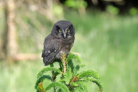 Tengmalm's Owl