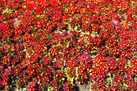 Blooming Comon primrose