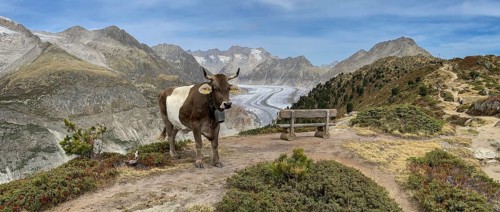 Cow grazing