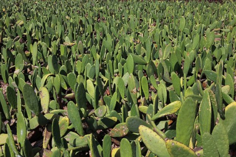 (Opuntia) plantations for the breeding of the cochineal scale insect, near Guatiza, Lanzarote,
