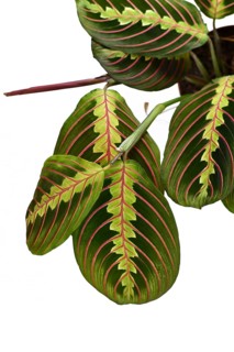 Close up of leaf with red stripes of exotic Maranta Leuconeura Fascinator plant isolated on white background