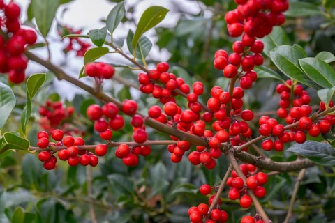 Holly