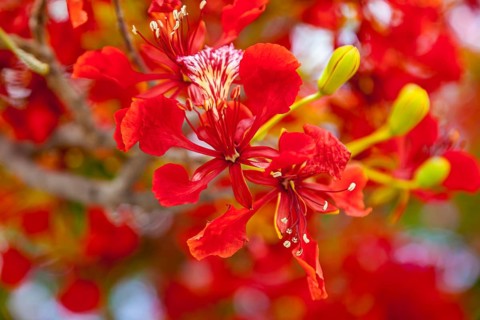 Flower of the royal poinciana