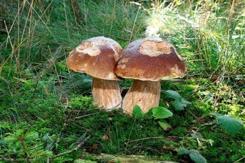 King bolete