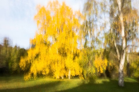 Autumnal discoloured birch trees