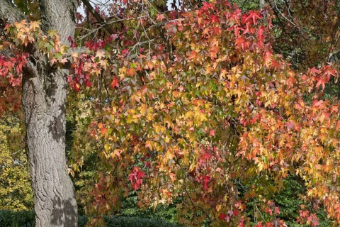 Sweetgum