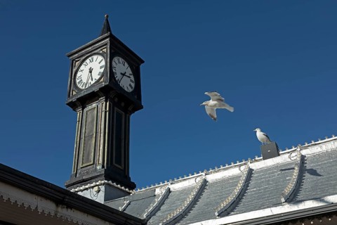 Seagull