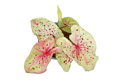 Top view of exotic 'Caladium Miss Muffet' houseplant with pink and green leaves with red dots isolated on white background