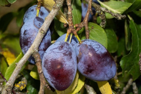 Plums on a branch with some blue fruits and green leaves