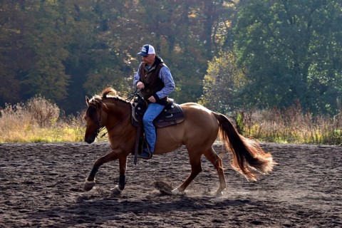 American Quarter Horse stallion training in canter