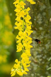 Stone bumblebee next to yellow flower panicle flying left sighted